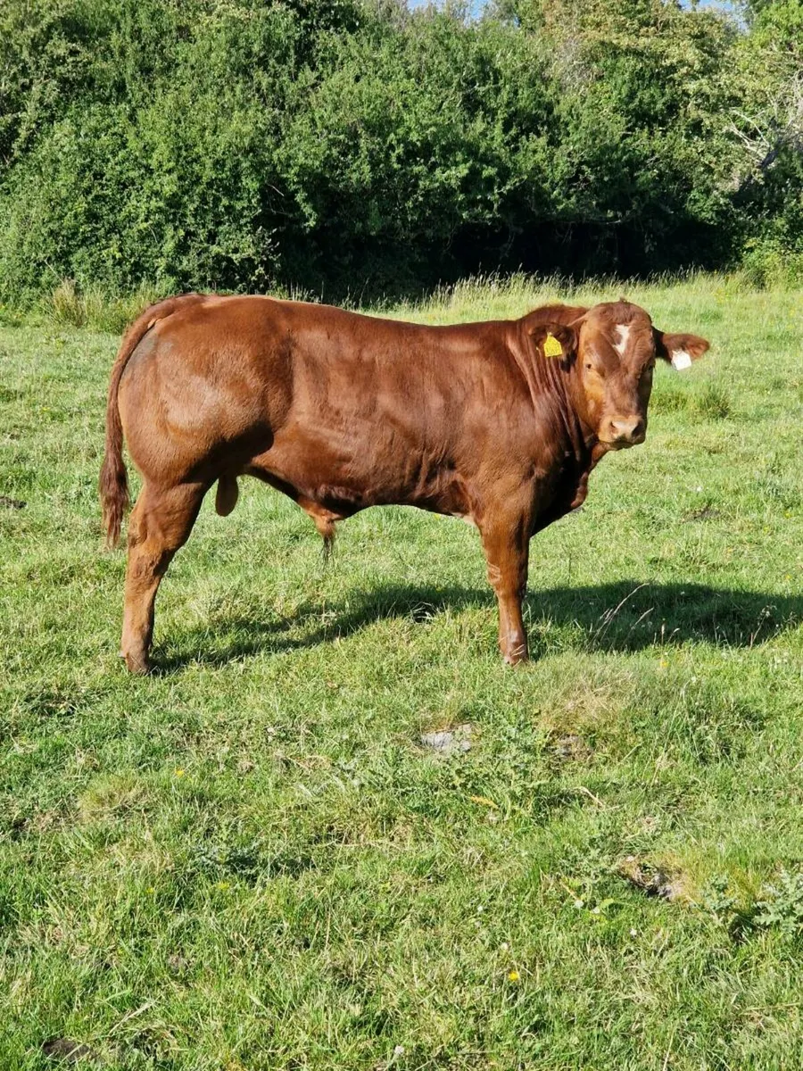 Hybrid Red Belgian Blue Bull Balla Mart 28th June - Image 1