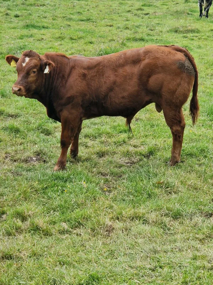 Hybrid Red Belgian Blue Bull Balla Mart 28th June - Image 4