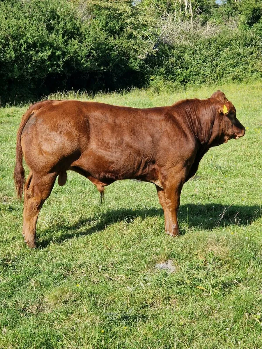 Hybrid Red Belgian Blue Bull Balla Mart 28th June - Image 2