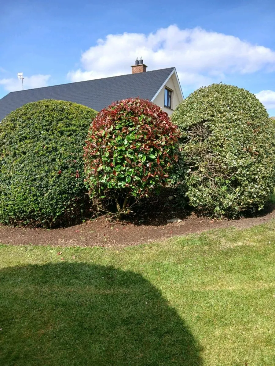 Garden maintenance services - Image 4
