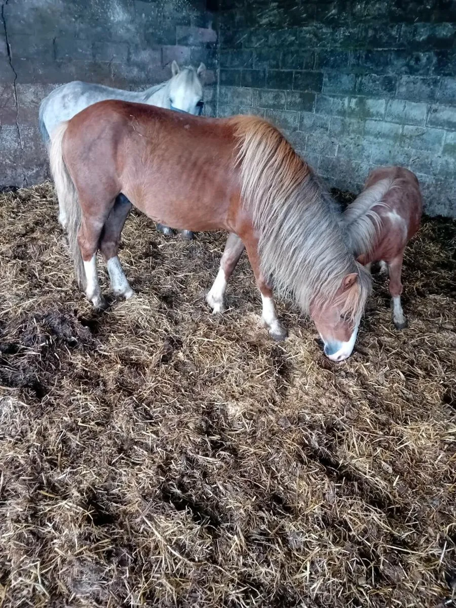 Ponies chestnut gelding pasported and microchiped - Image 1