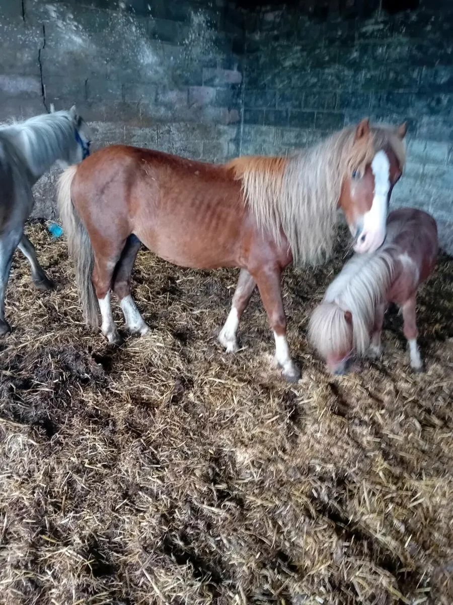 Ponies chestnut gelding pasported and microchiped - Image 2