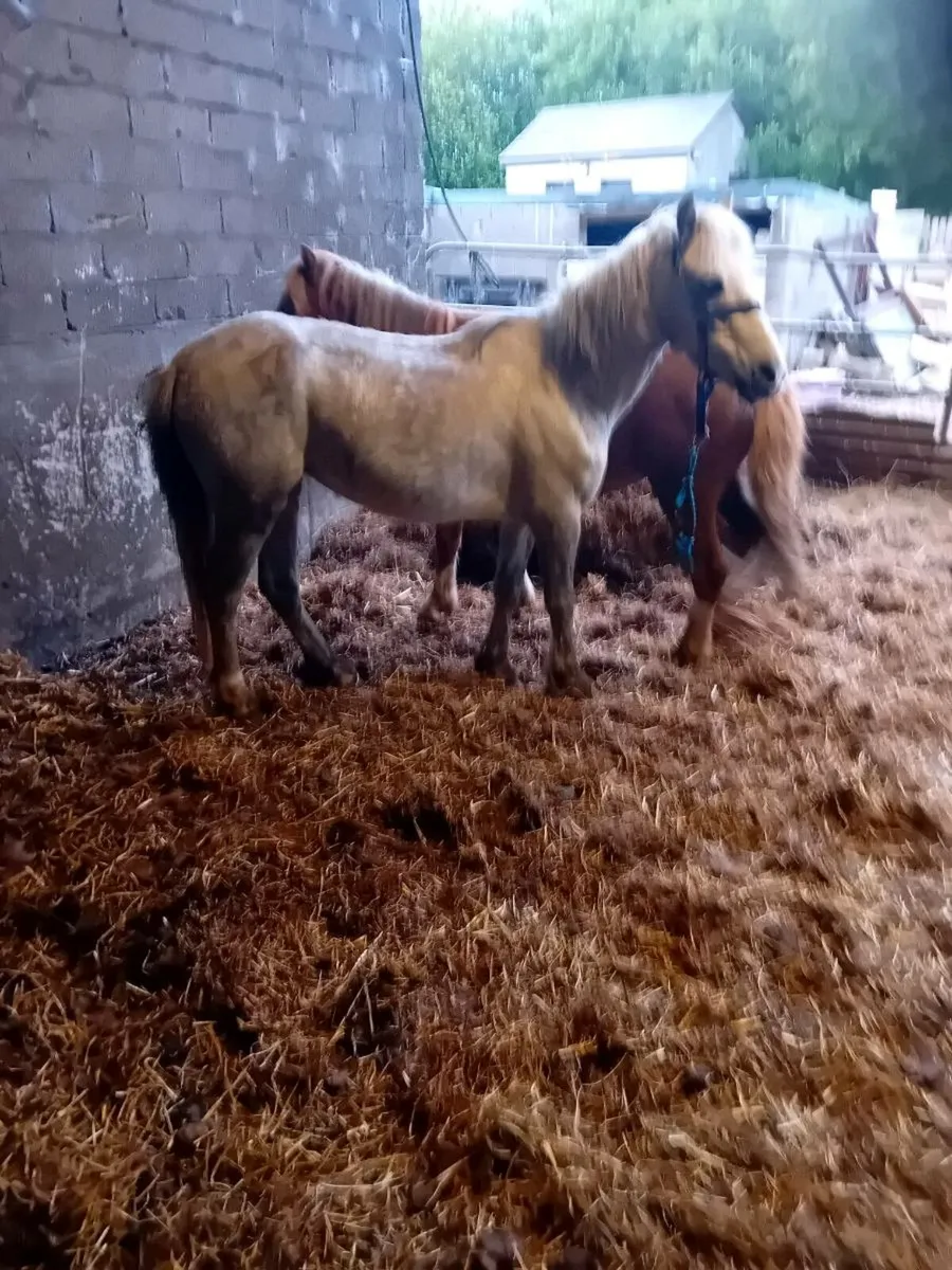 Ponies chestnut gelding pasported and microchiped - Image 4