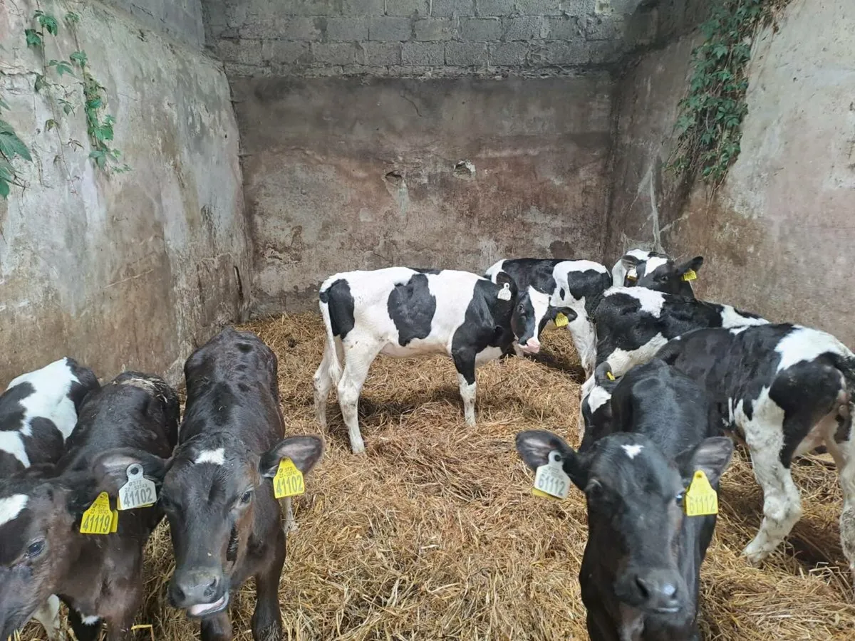 Fresian Heifer Calves - Image 2