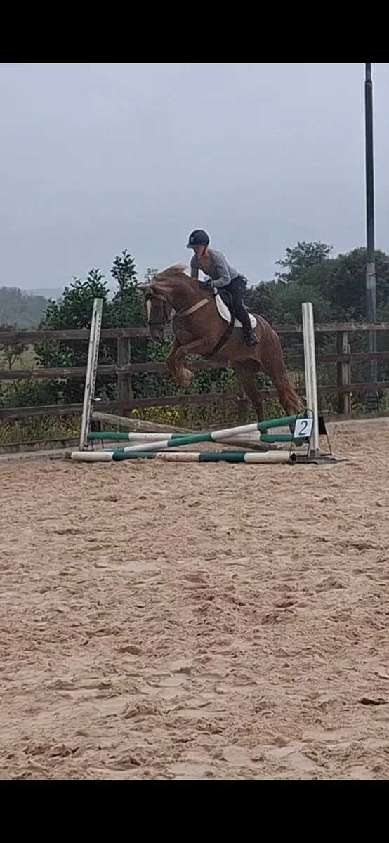 15'1hh Connie X - Image 1