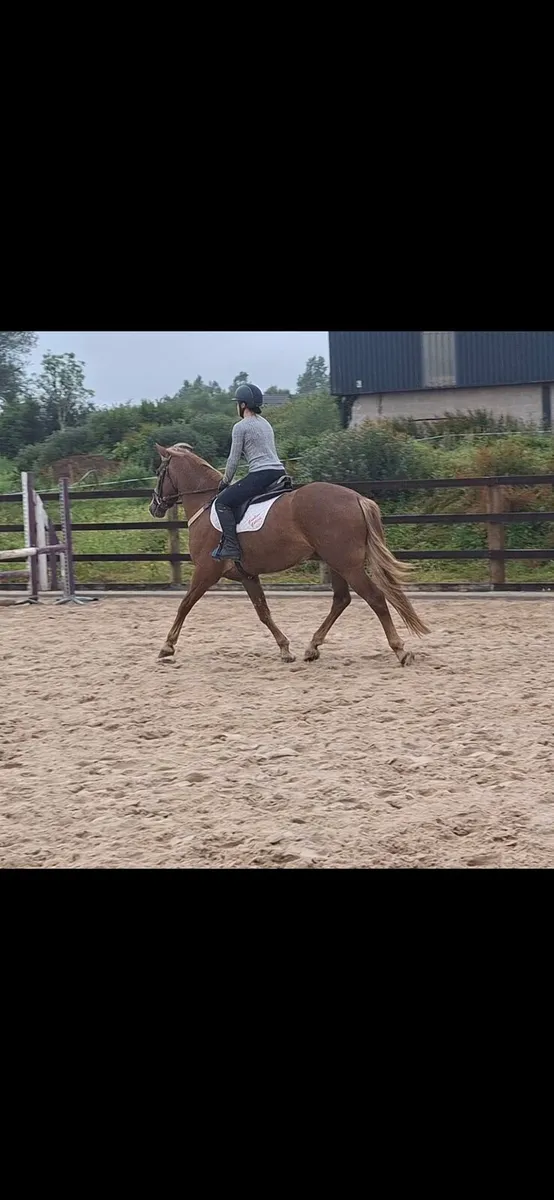 15'1hh Connie X - Image 2