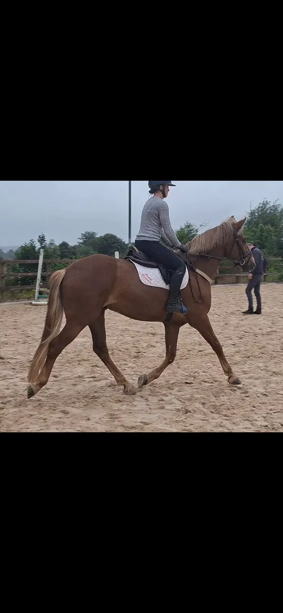 15'1hh Connie X - Image 3