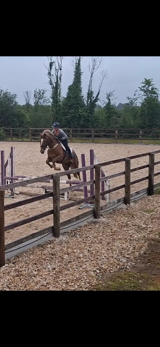 15'1hh Connie X - Image 4