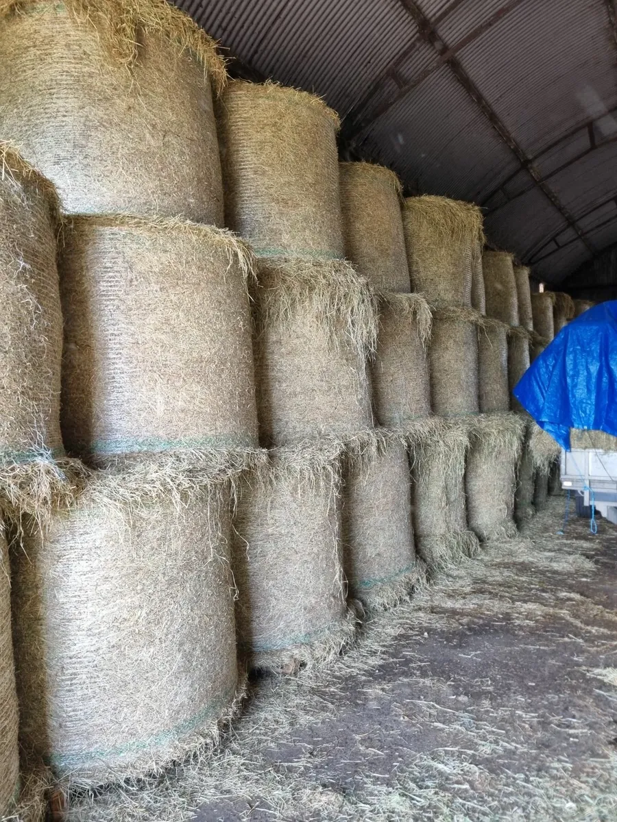 Hay - Image 1