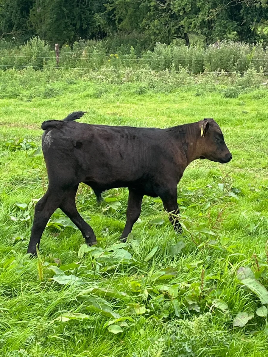 Cow and calf - Image 2