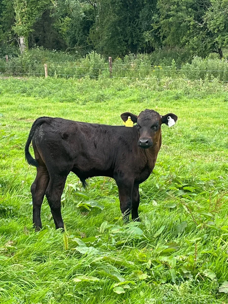 Cow and calf - Image 3