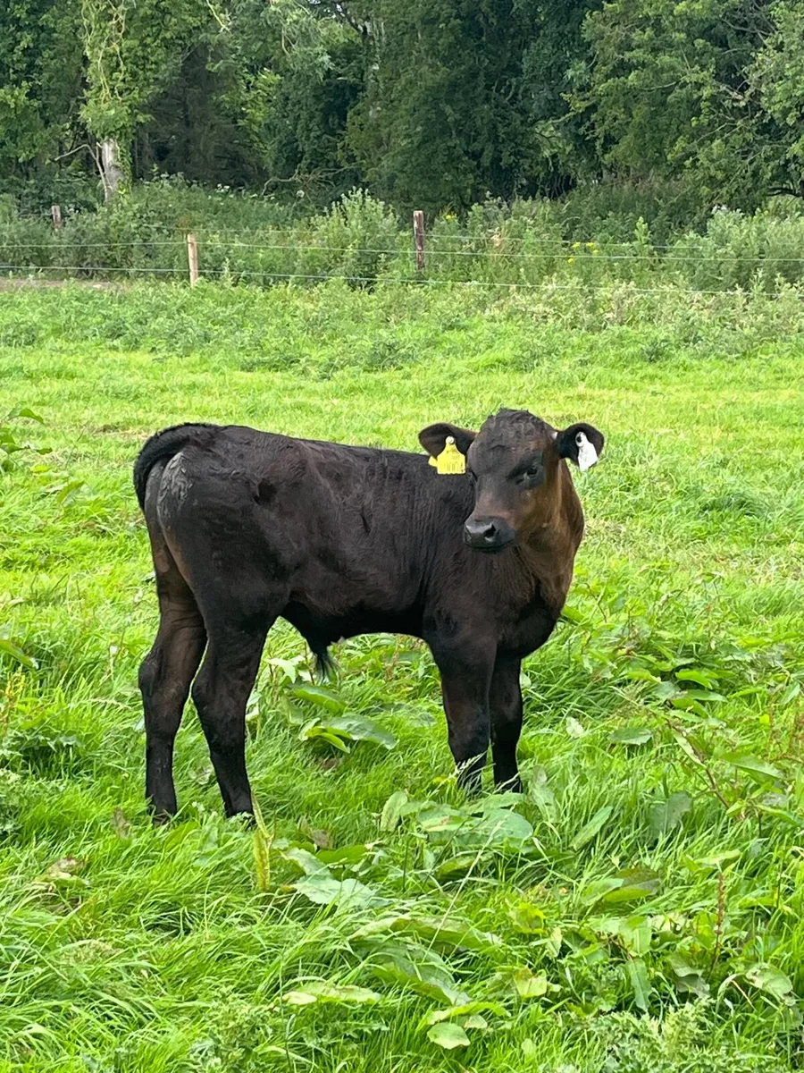 Cow and calf - Image 4