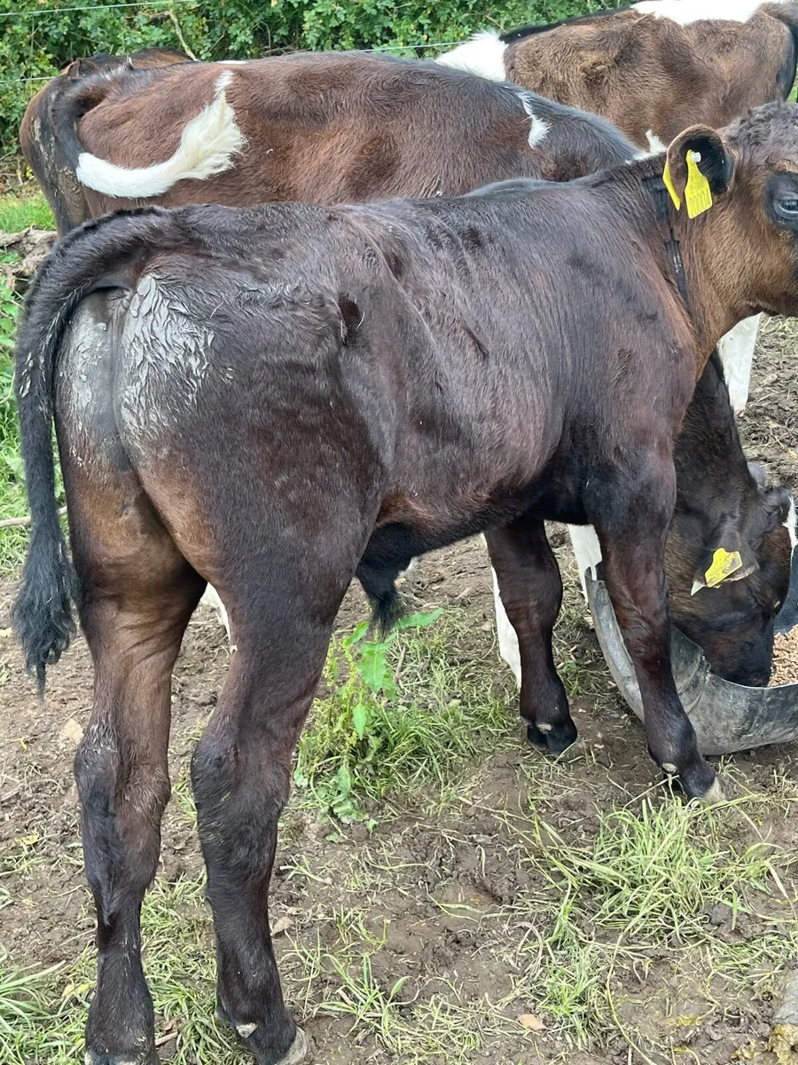 Cow and calf - Image 1