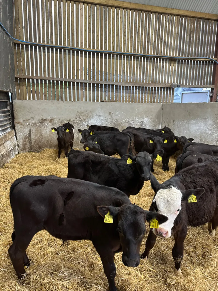 Angus bulls - Image 3