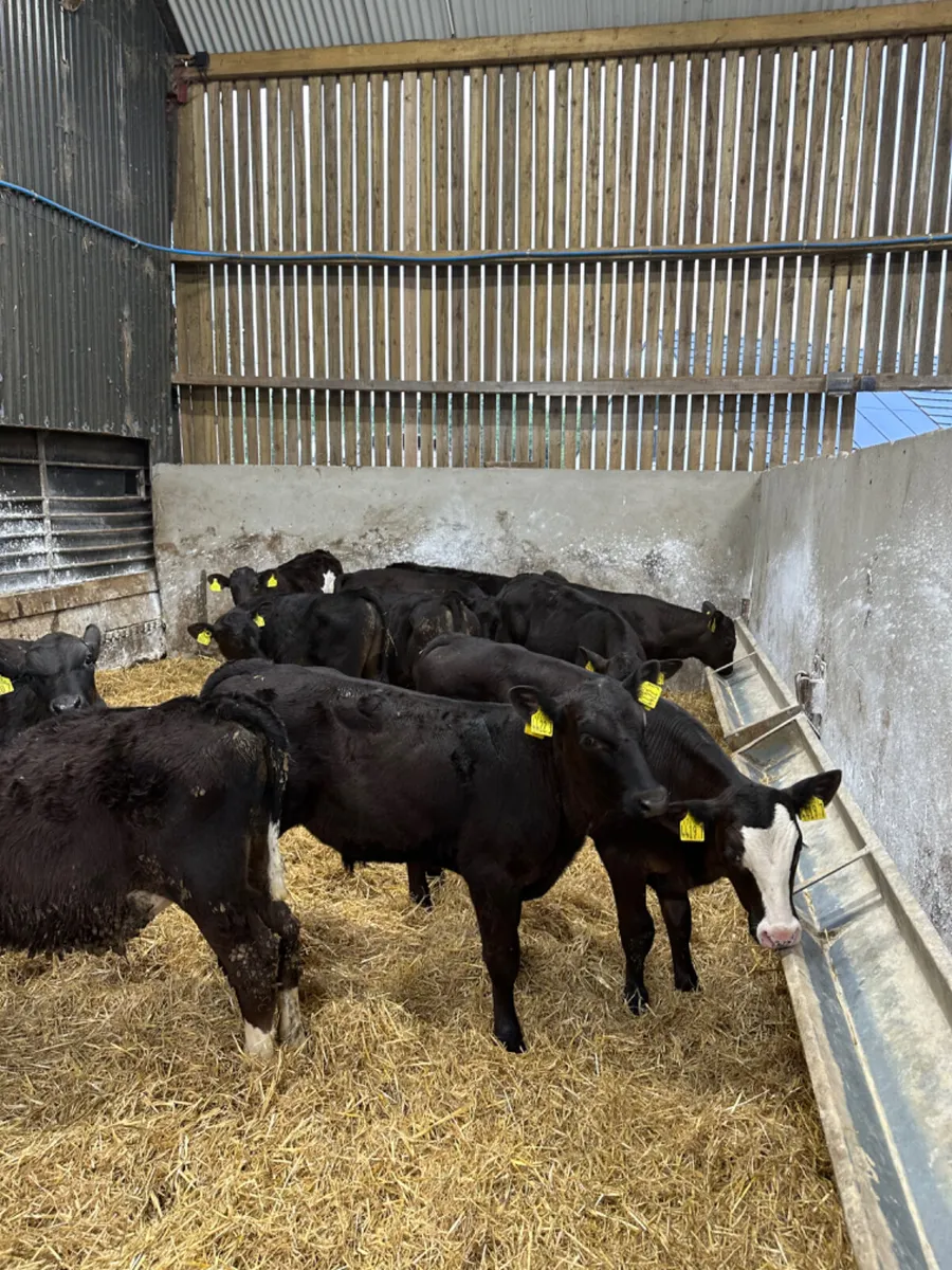 Angus bulls - Image 1