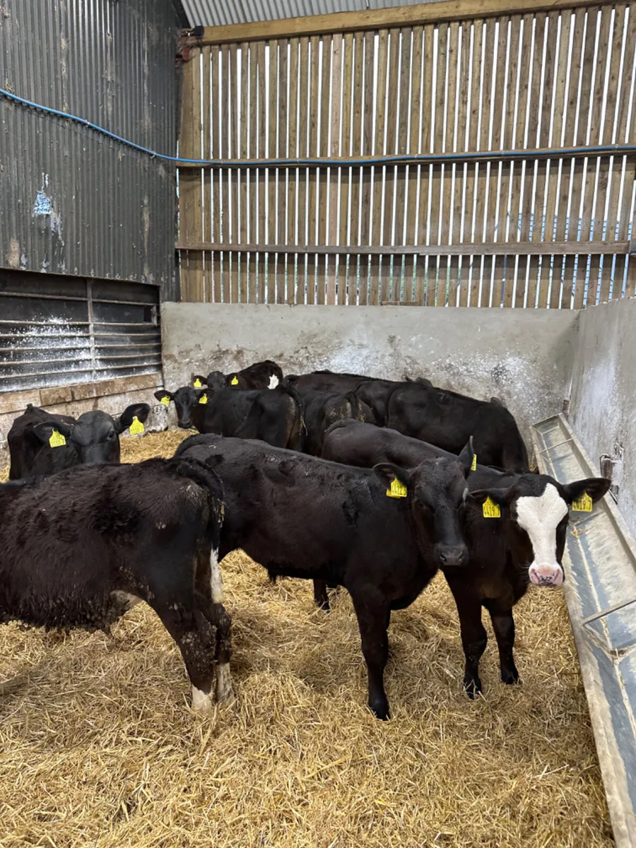 Angus bulls - Image 4