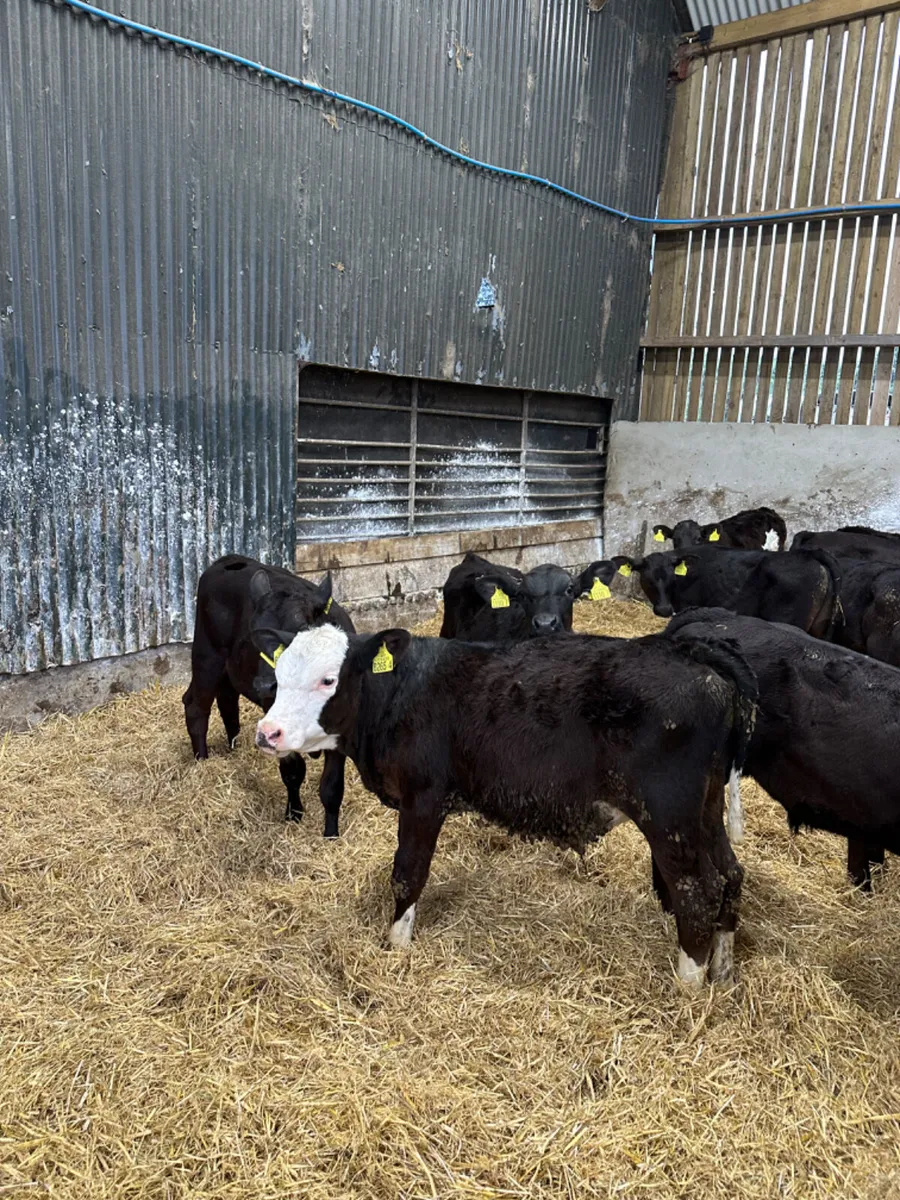 Angus bulls - Image 2