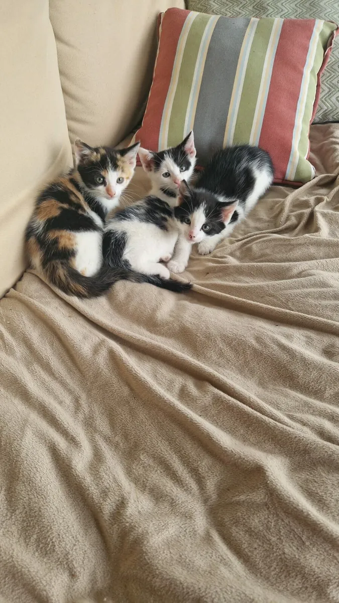 Kittens - Image 2