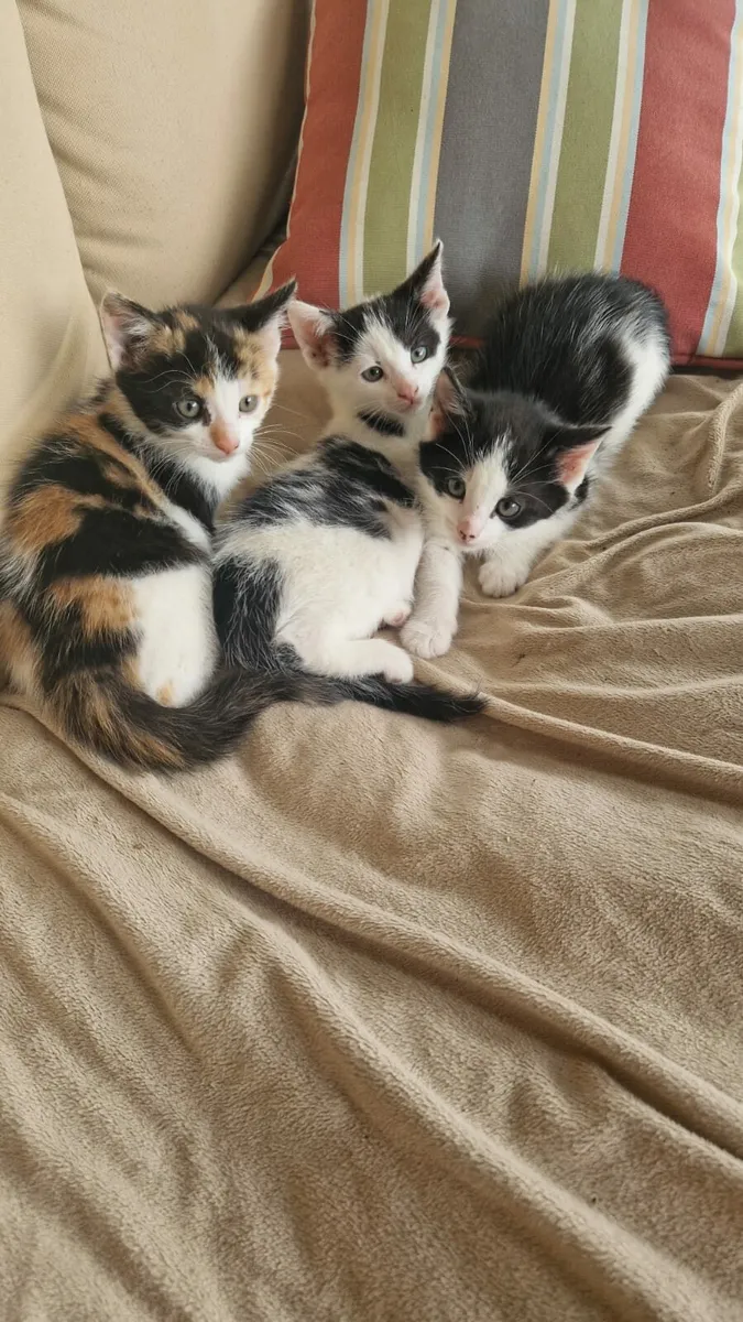 Kittens - Image 3