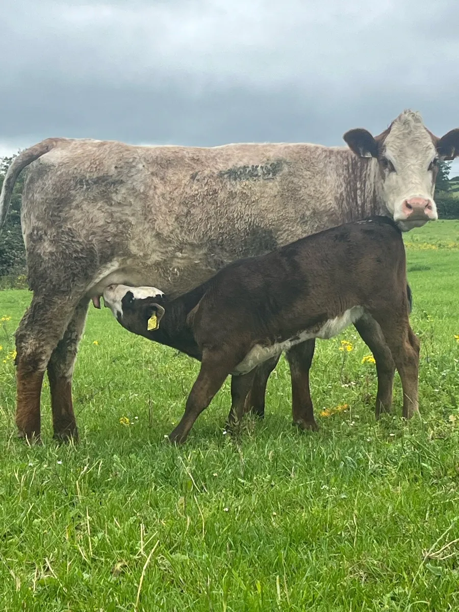 Roan springer & calf - Image 1