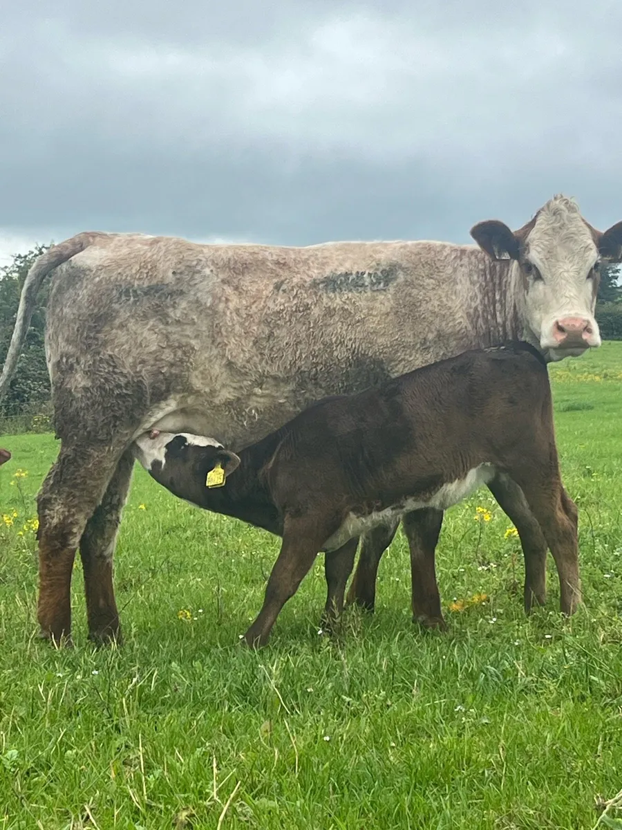 Roan springer & calf - Image 2