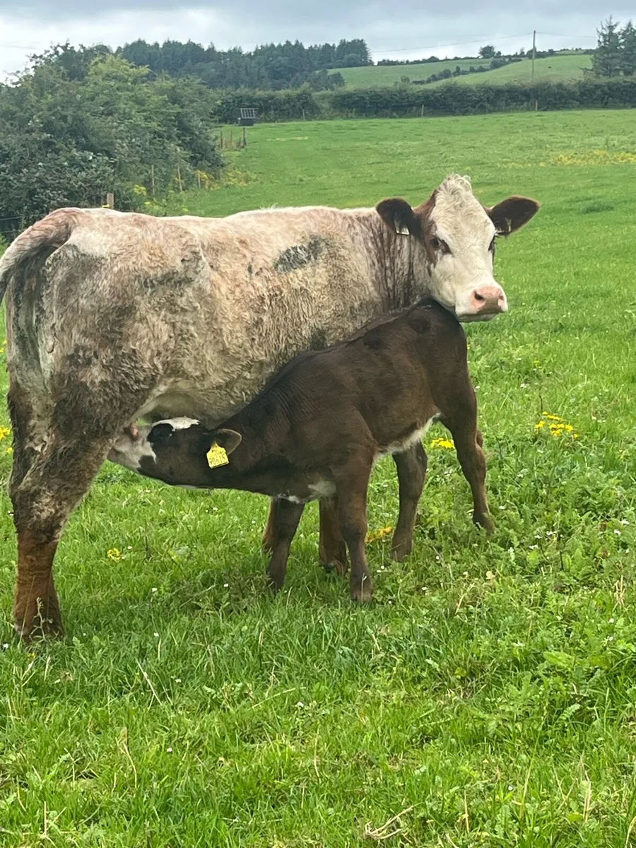 Roan springer & calf - Image 3
