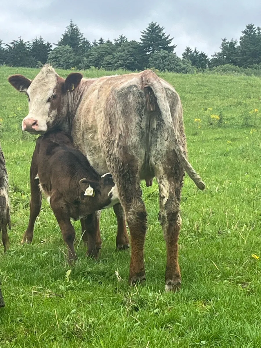 Roan springer & calf - Image 4