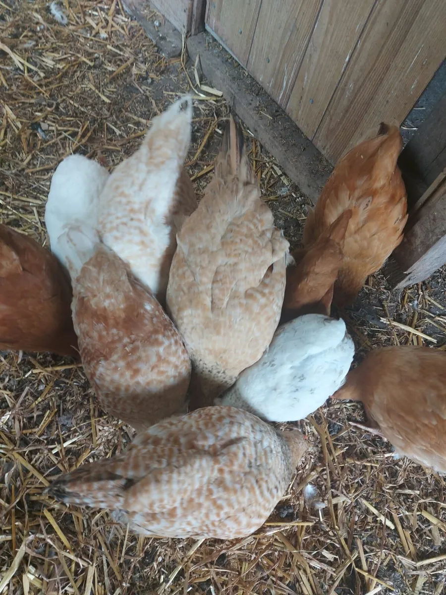 Chickens - Image 1