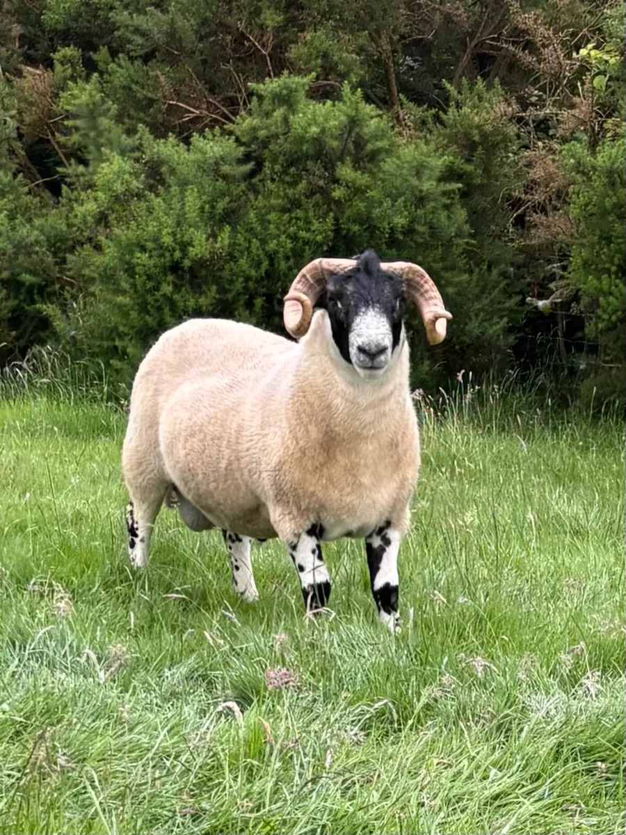SIS Eligible Ram