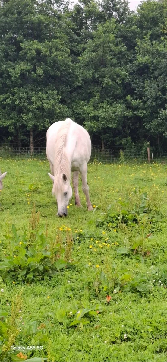 Horse - Image 2