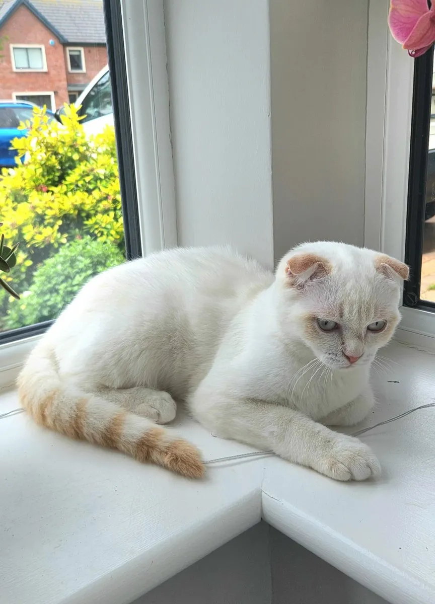 Cat - Image 1