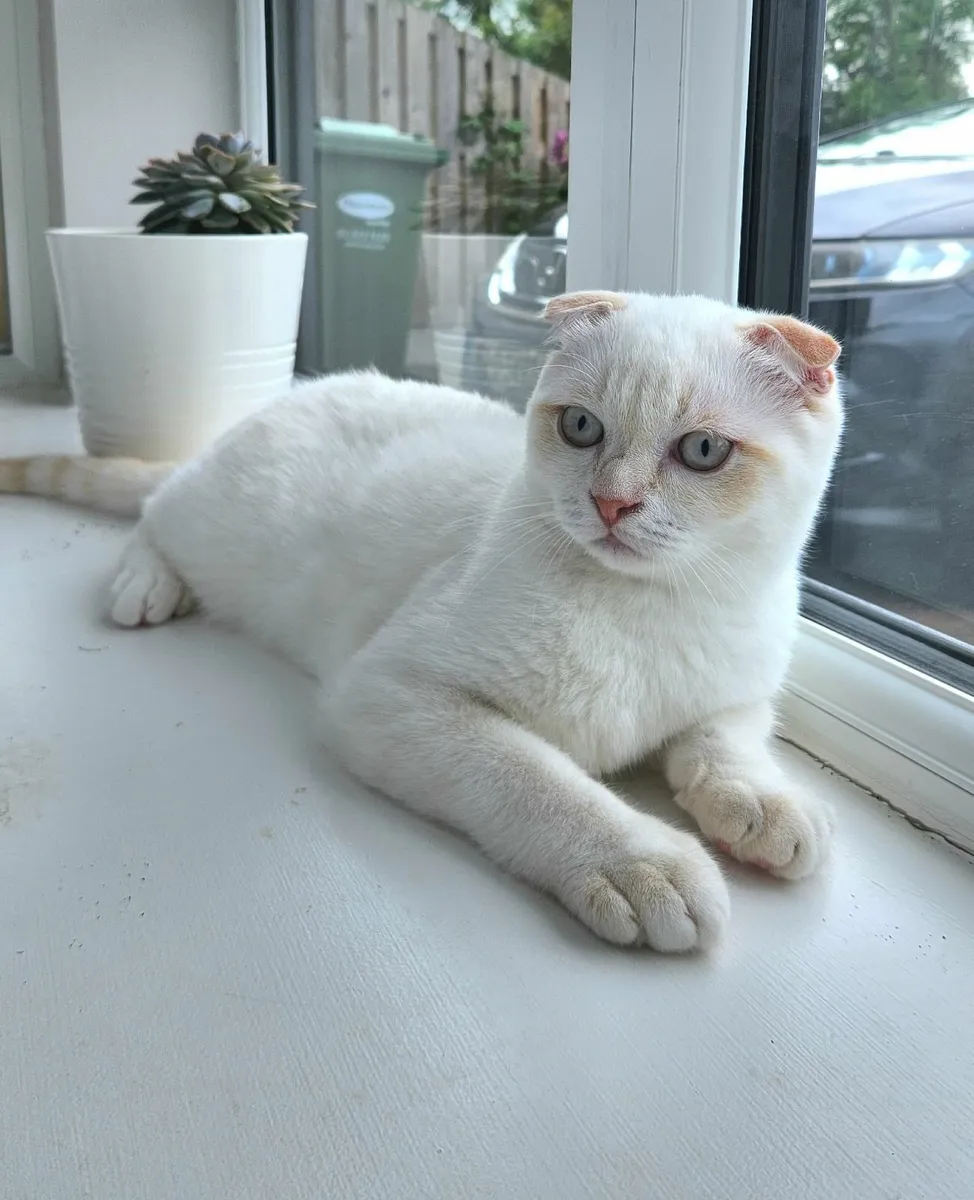 Cat - Image 2