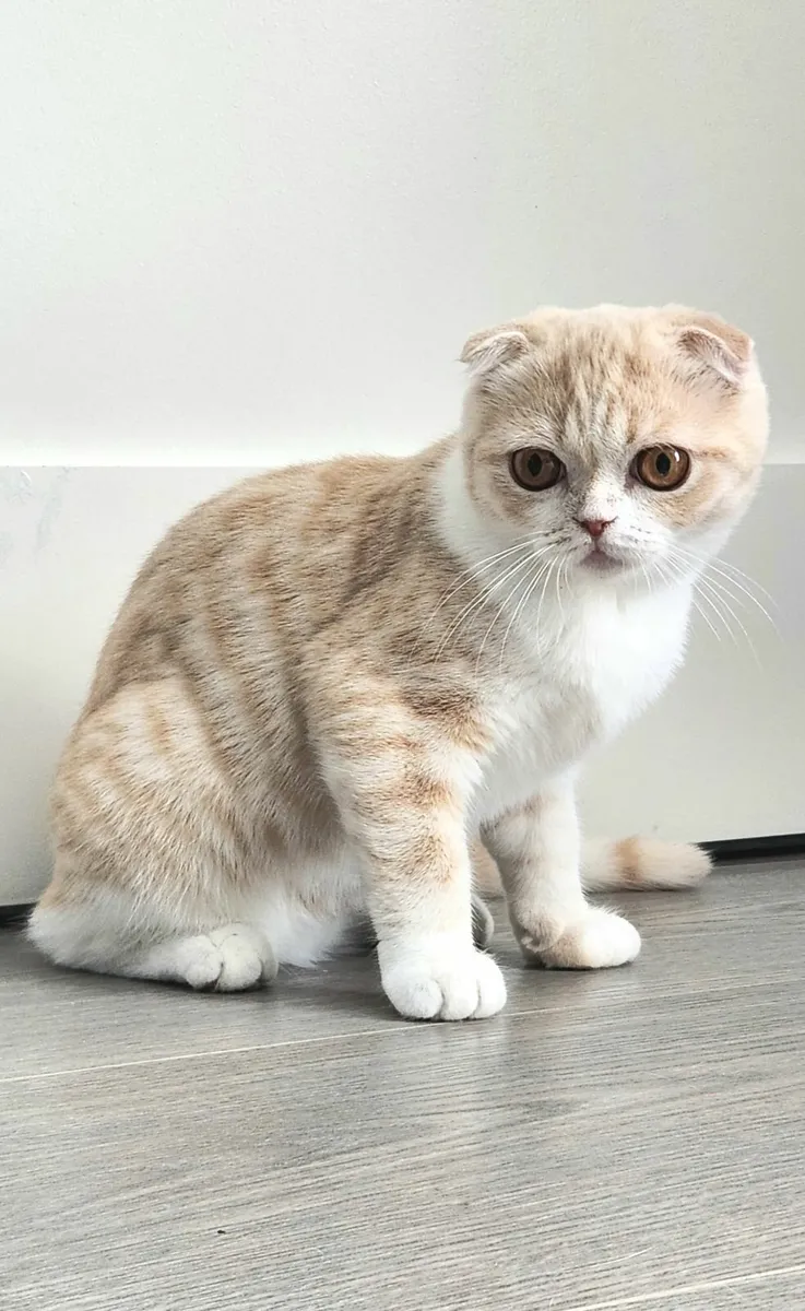Cat - Image 3