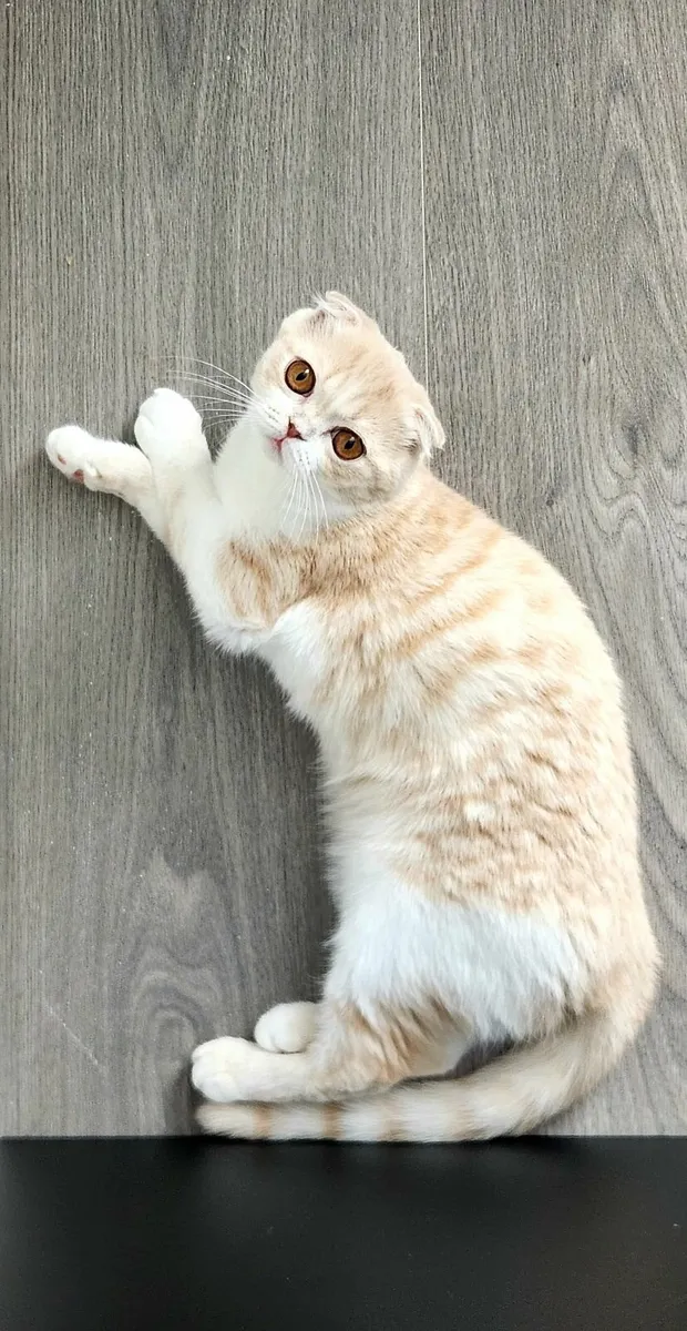 Cat - Image 4