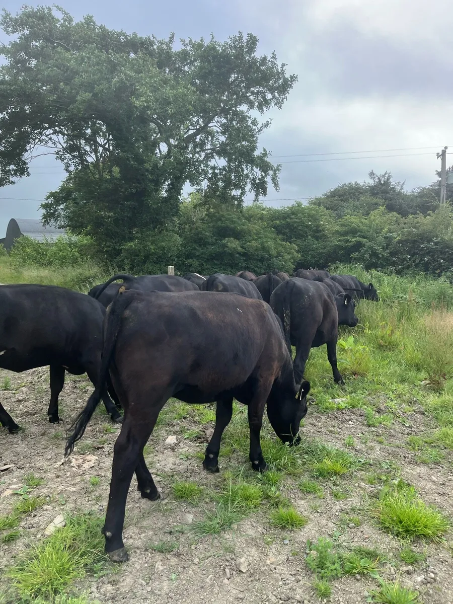 19 proper Angus heifers 330-350kg - Image 1