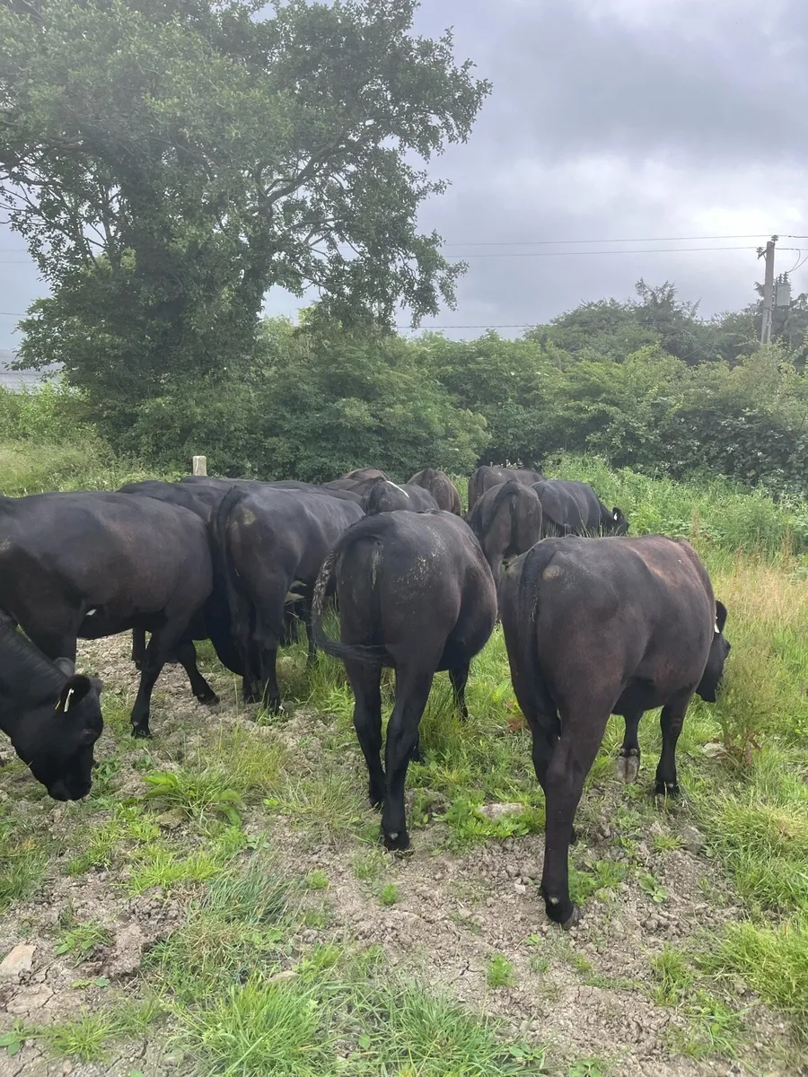 19 proper Angus heifers 330-350kg - Image 2