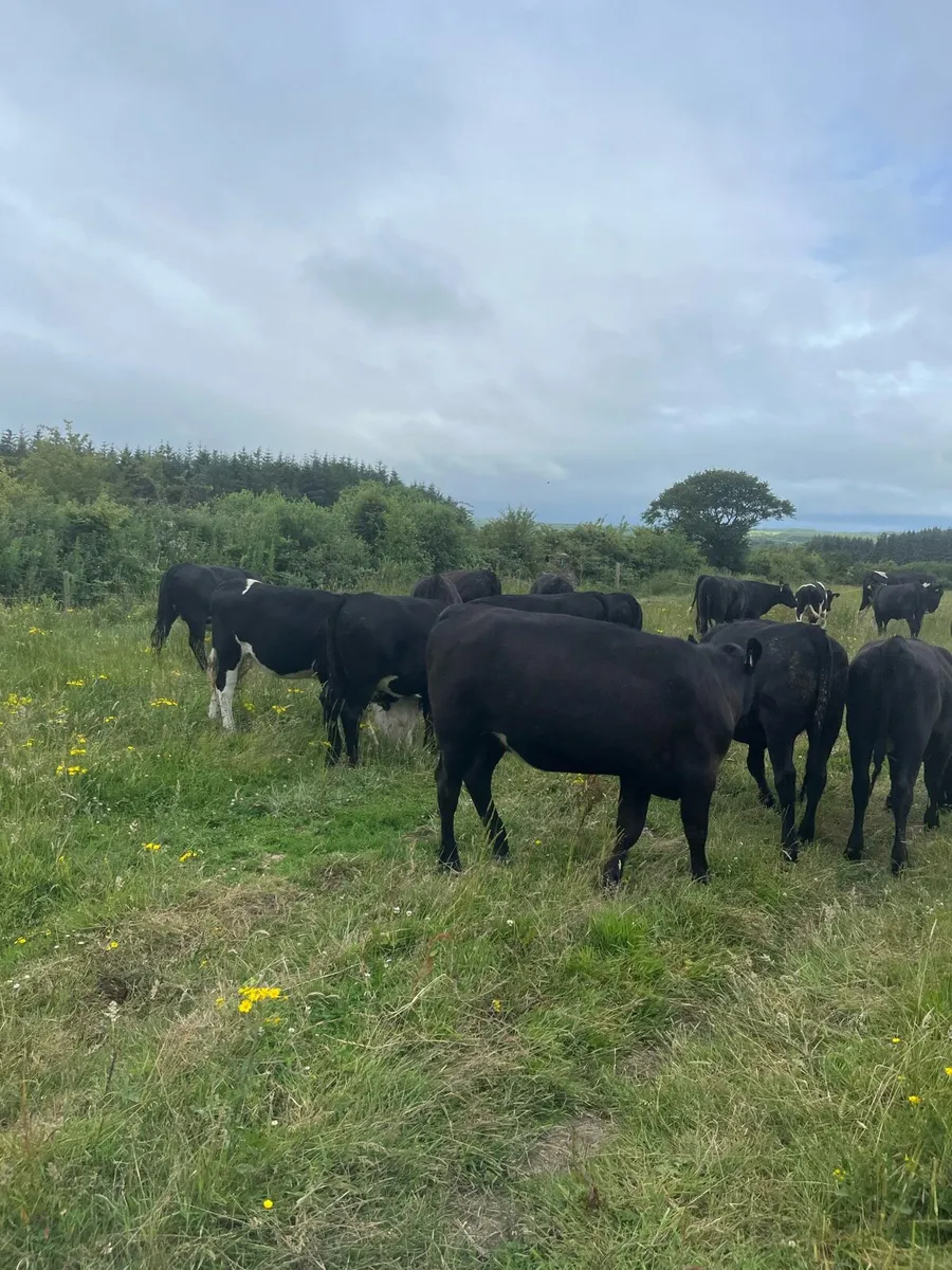 19 proper Angus heifers 330-350kg - Image 3