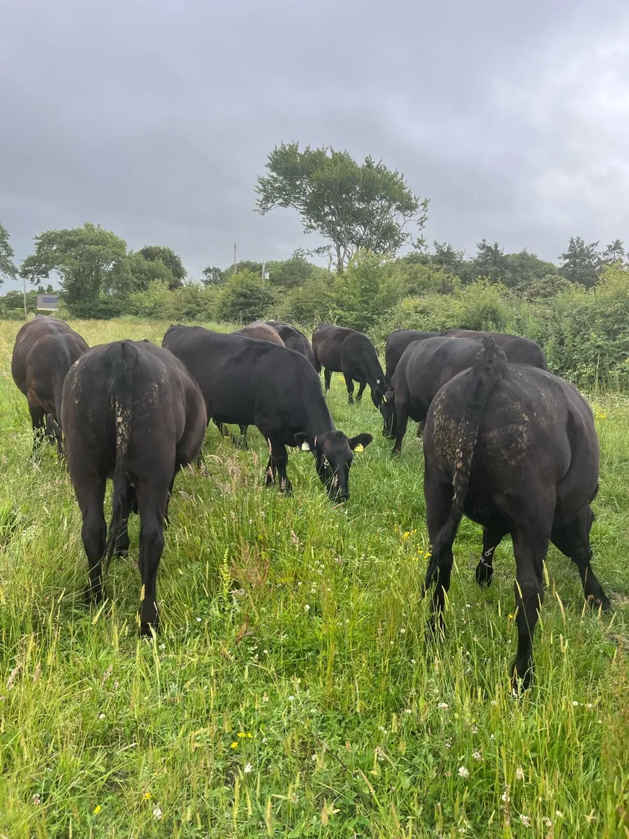19 proper Angus heifers 330-350kg - Image 4