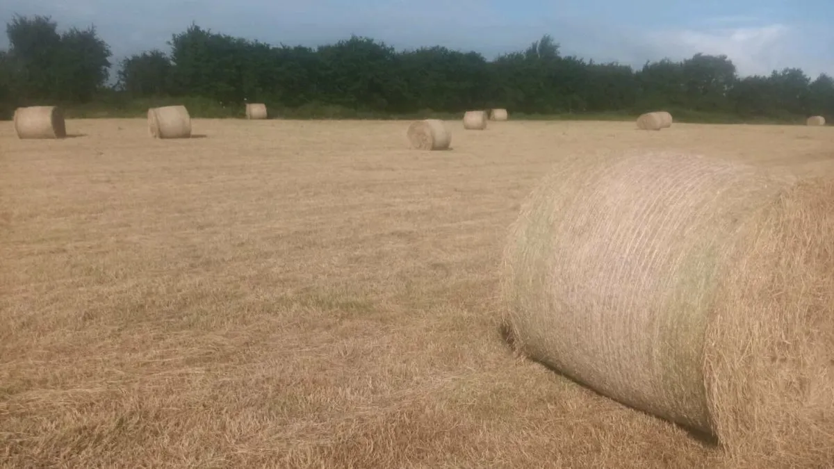 Hay bales - Image 2