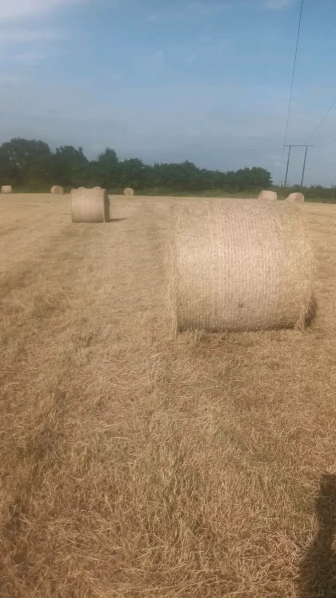 Hay bales - Image 4