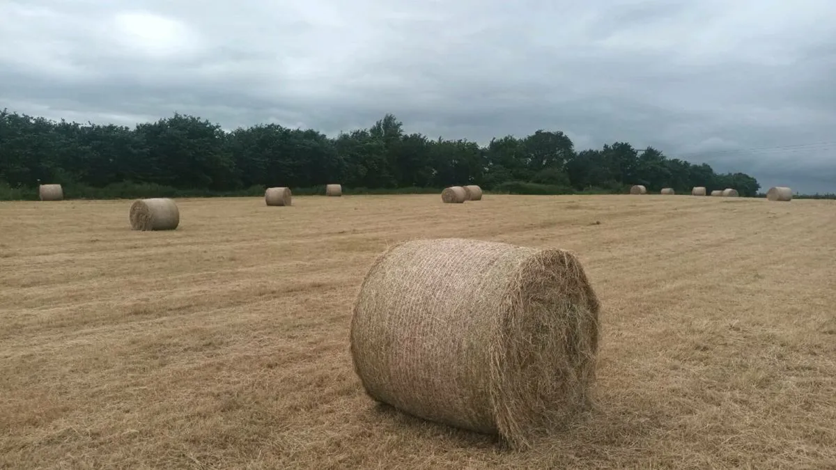 Hay bales - Image 1