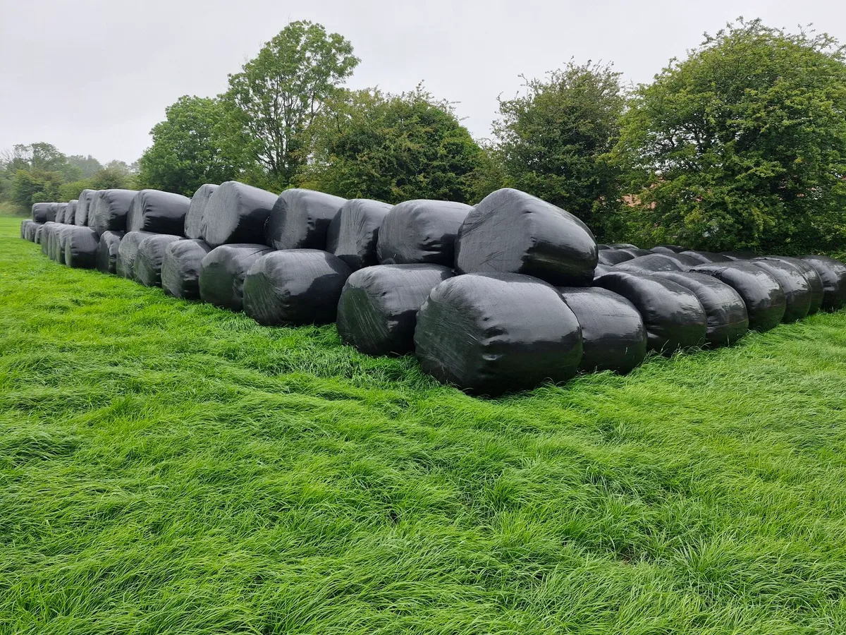 Silage bales - Image 1
