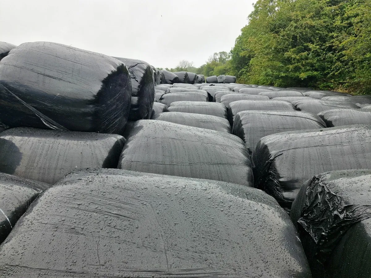 Silage bales - Image 2