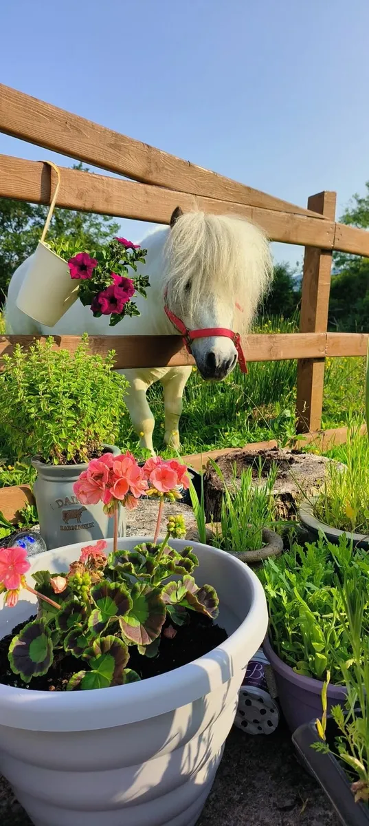 Shetland pony - Image 3