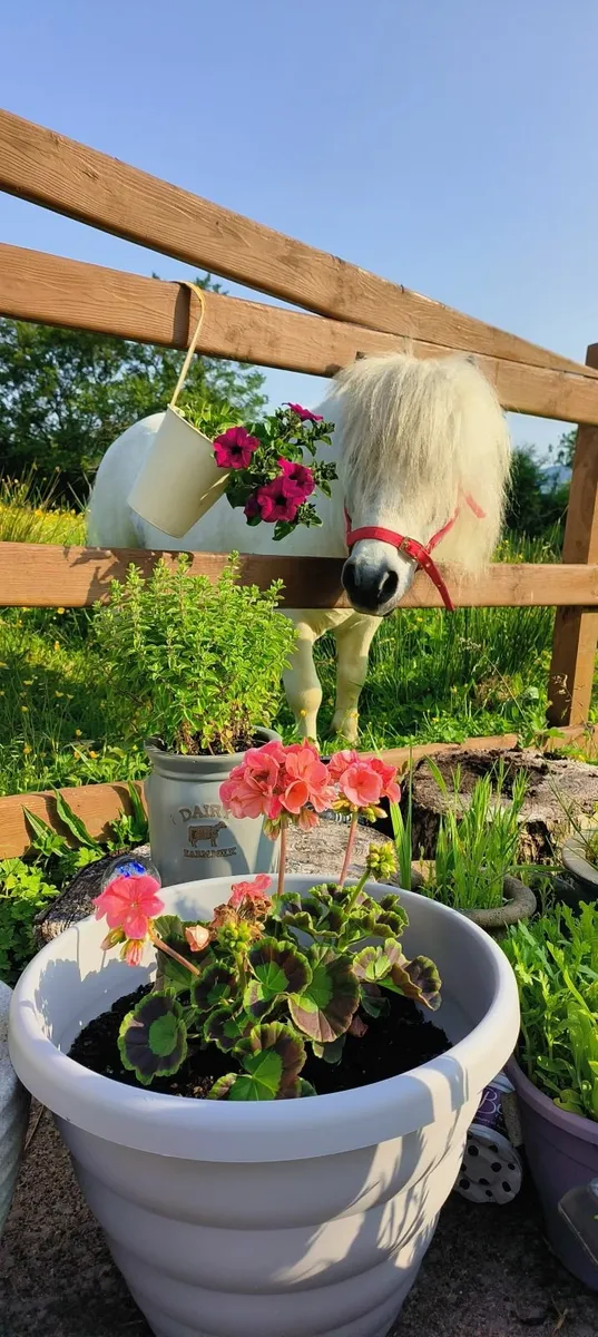 Shetland pony - Image 2