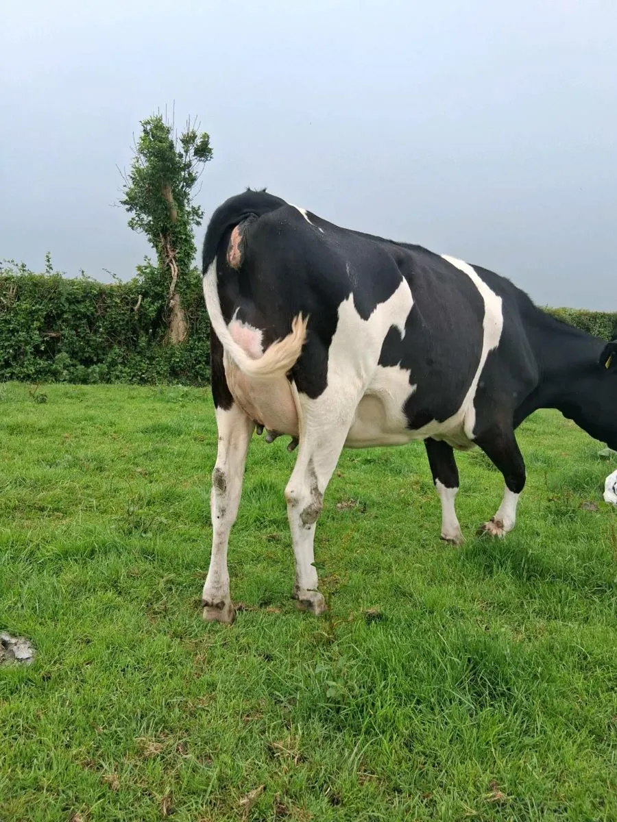 Hol x Fr heifers for sale - Image 1