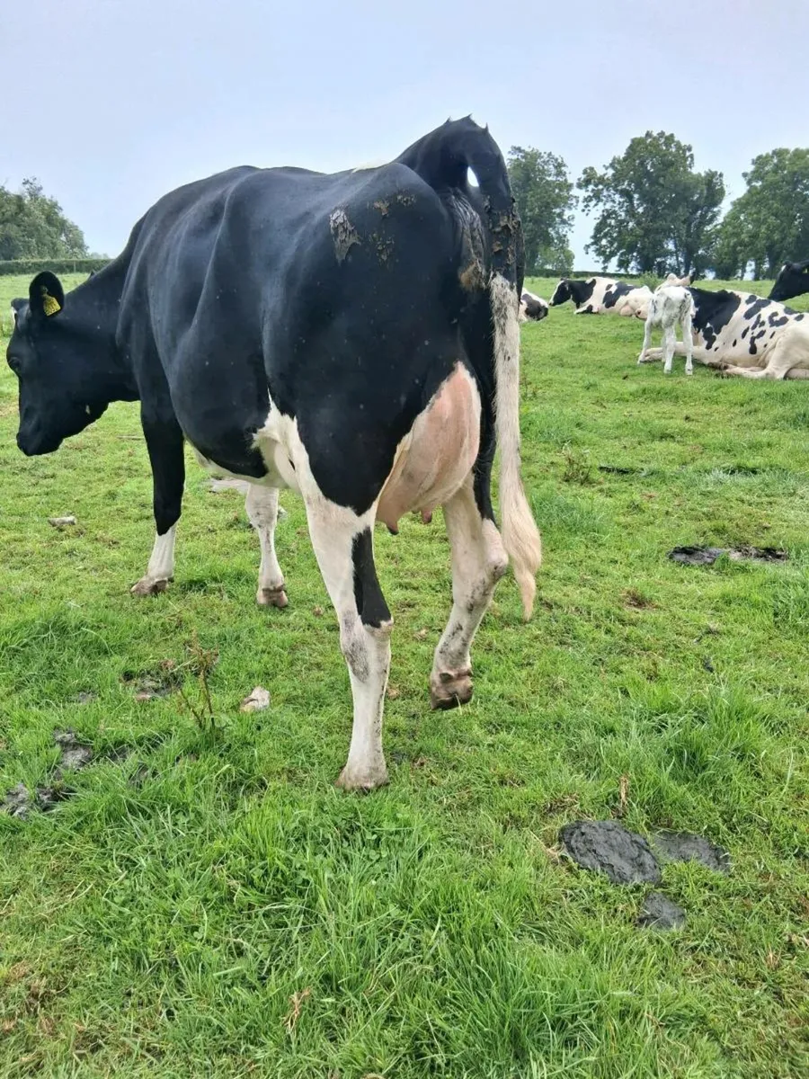 Hol x Fr heifers for sale - Image 2