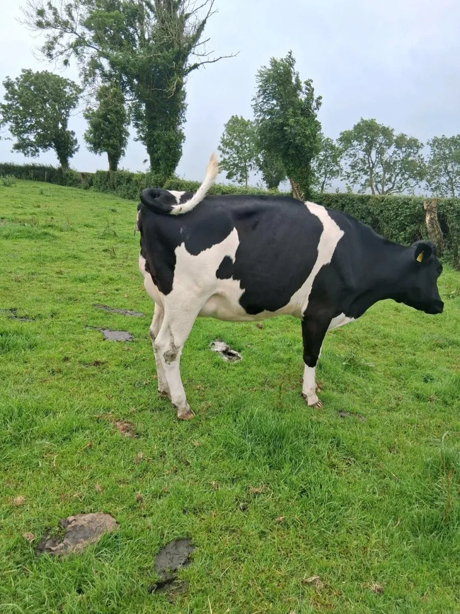 Hol x Fr heifers for sale - Image 3