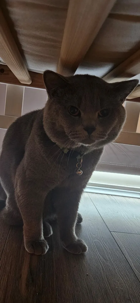 Brithsh short cat  no time waster - Image 1