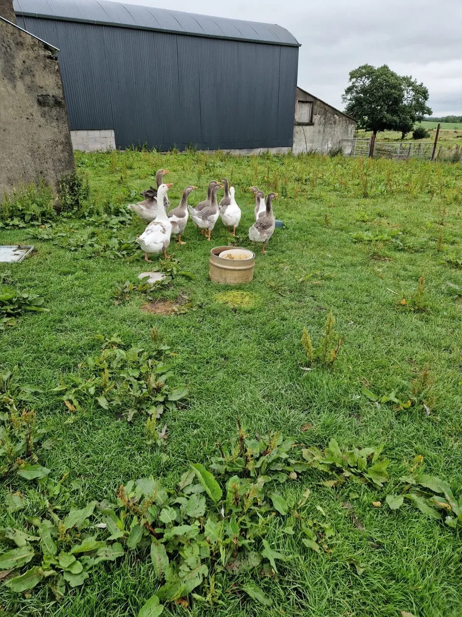 Gooslings - Image 1